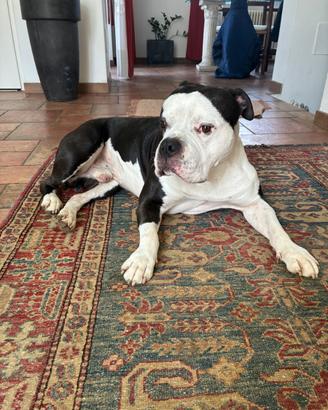 American Bully per monta