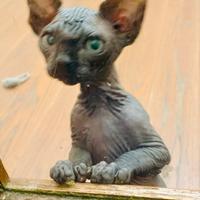 Sphynx con microchip, vaccino e pedigree, in Ligue