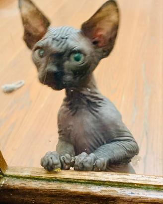 Sphynx con microchip, vaccino e pedigree, in Ligue