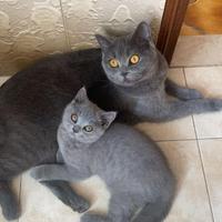 Gattina grigia a Torino