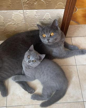 Gattina grigia a Torino