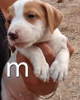 Cuccioli jack Russell terrier