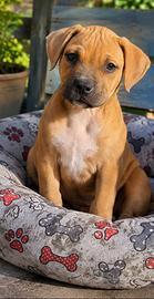 Cucciolo ukc