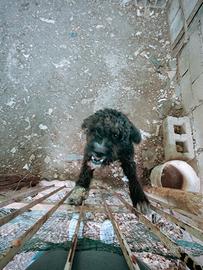 Cane da tartufo