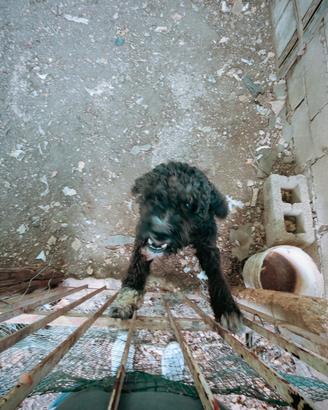 Cane da tartufo