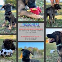 Cuccioli di Pastore Tedesco di linee da lavoro