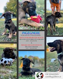 Cuccioli di Pastore Tedesco di linee da lavoro