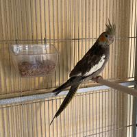 Calopsite allevato a mano