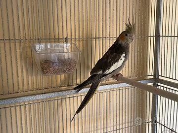 Calopsite allevato a mano