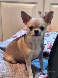 Cucciola chihuahua Alta Genealogia