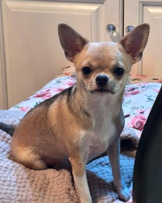 Cucciola chihuahua Alta Genealogia