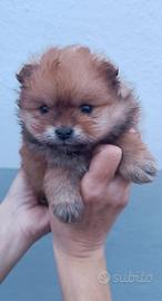 Spitz di Pomerania nana