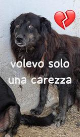 COCO 10 ANNI taglia media