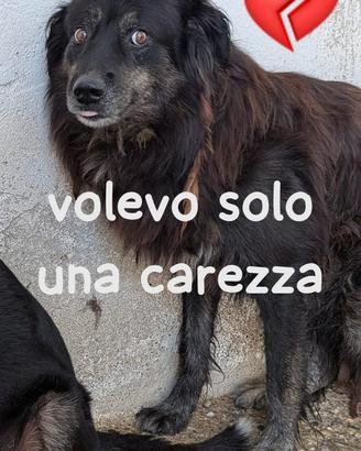 COCO 10 ANNI taglia media