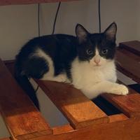 Adozione micina Musina