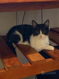 Adozione micina Musina