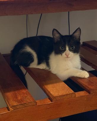 Adozione micina Musina