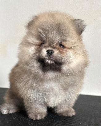 Spitz di Pomerania