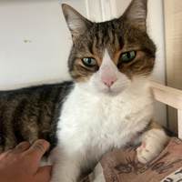 Otto e Gioia gatti di 8 anni