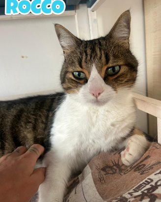 ROCCO e GIOIA gatti di 8 anni