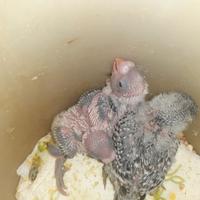 Cocorita allevate a mano