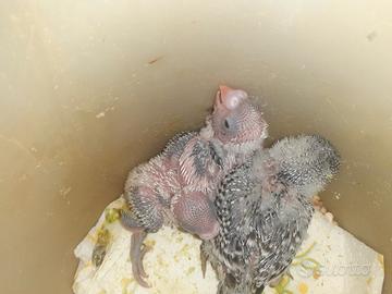 Cocorita allevate a mano