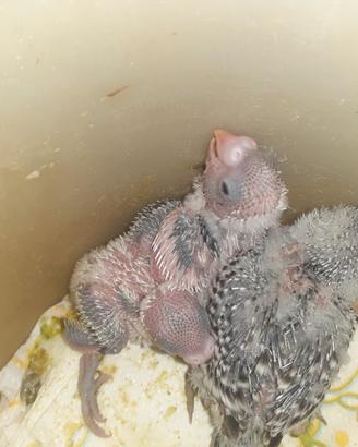 Cocorita allevate a mano