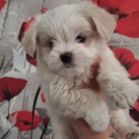 Maltesina toy Femmina