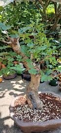 bonsai acero 