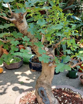 bonsai acero 