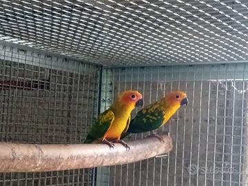 Pappagalli Conuri del sole