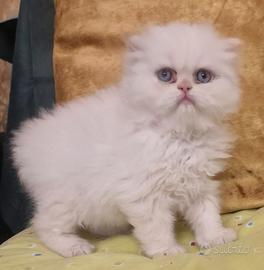 Cucciolo gatto persiano