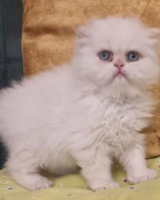 Cucciolo gatto persiano