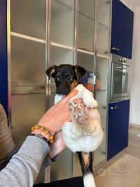 Cucciolo Jack Russel/Terrier