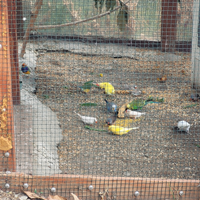 Disponibili vari tipi di uccelli, anche uccelli es