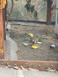 Disponibili vari tipi di uccelli, anche uccelli es