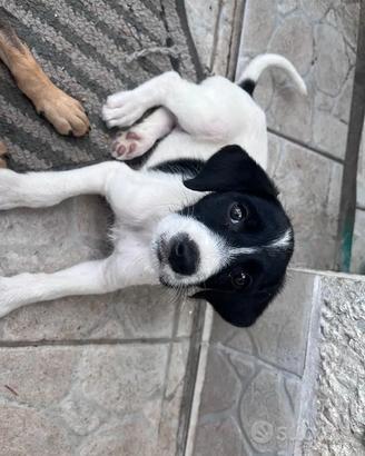 Splendidi cuccioli di 10settimane