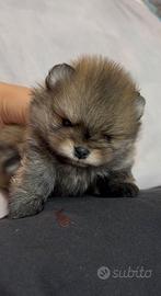 Pomerania Spitz tedesco nano