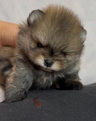 Pomerania Spitz tedesco nano