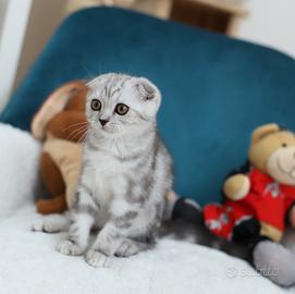 Gattini scottish straight British shorthair 