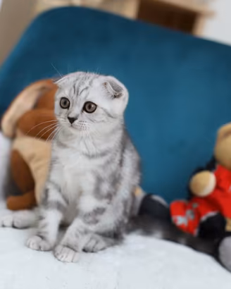Gattini scottish straight British shorthair 