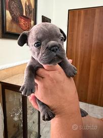 Bulldog francese