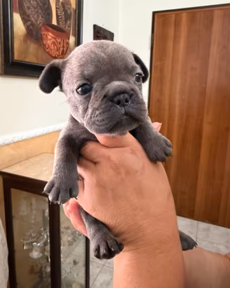 Bulldog francese