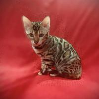 Femmina bengala 3 mesi alta genealogia