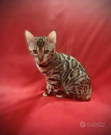 Femmina bengala 3 mesi alta genealogia