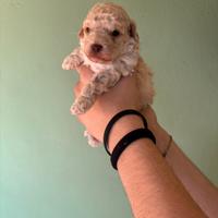 Barboncino toy champagne