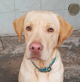 Labrador