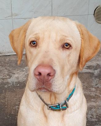 Labrador
