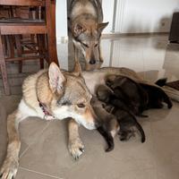 Cuccioli di Cane da Lupo Cecoslovacco CLC