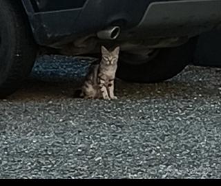 Gattino 6/7 mesi trovato a Cassine